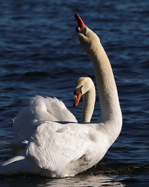 Swans Head Back