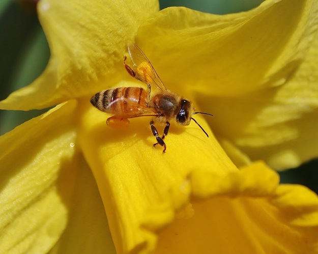 Honey Bee on Daffodil Flower
