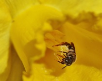 Little Bee in Daffodil Flower