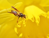 Paper Wasp on Daffodil Flower