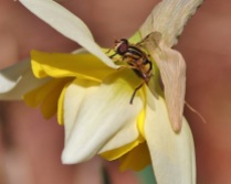 Syrphid Fly on Narcissus Flower