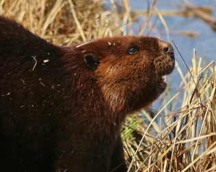 Beaver Profile